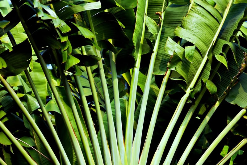 Tropical Fusion